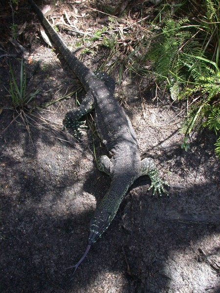 Goanna